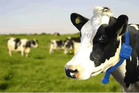 NTC Temperature Sensors for Livestock